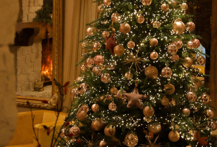 The King of Christmas Trees for Your Home